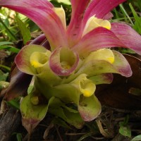 Curcuma zedoaria (Christm.) Roscoe
